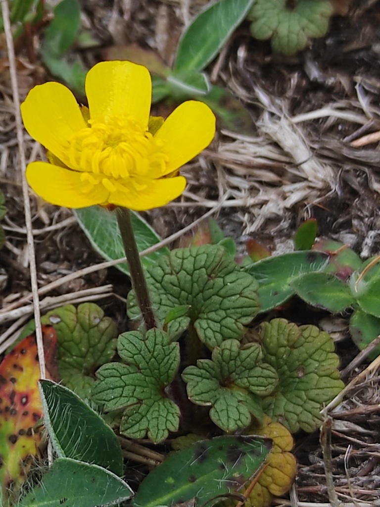 Ranunculus nigrescens