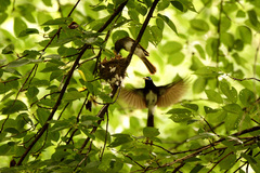 Terpsiphone atrocaudata