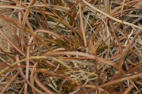 Carex libera