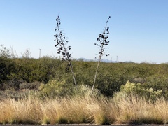 Yucca elata