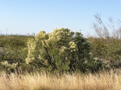 Baccharis sarothroides
