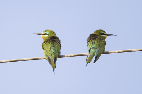 Abejaruco persa (Merops persicus)