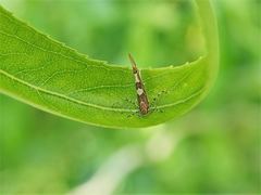 Pyroderces apparitella