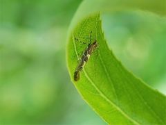 Pyroderces apparitella