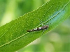 Pyroderces apparitella