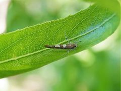 Pyroderces apparitella