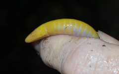 Schistometopum thomense