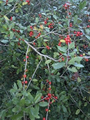 Ilex vomitoria image