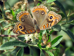 Junonia genoveva hilaris