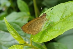 Callimormus interpunctata