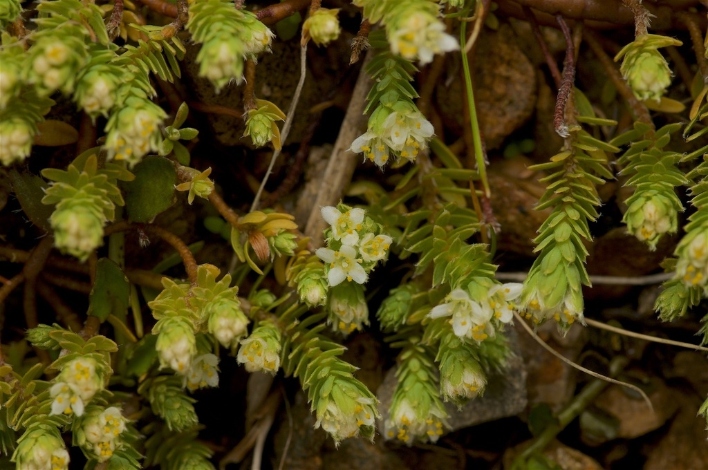 Kelleria laxa