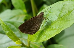 Callimormus interpunctata