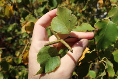 Betula × caerulea