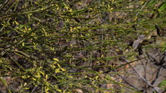 Cytisus filipes image