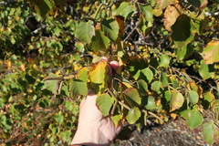 Betula × caerulea