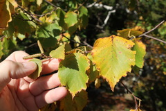 Betula × caerulea