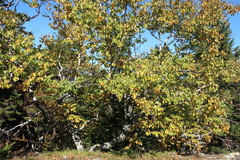 Betula × caerulea