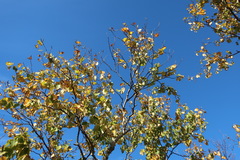 Betula × caerulea