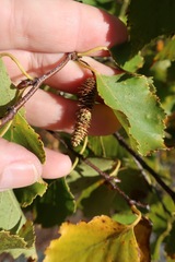 Betula × caerulea