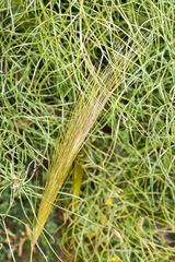Stipellula capensis