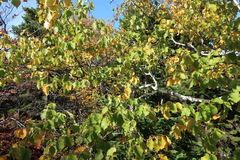 Betula × caerulea