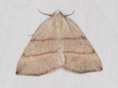 Drepanulatrix bifilata