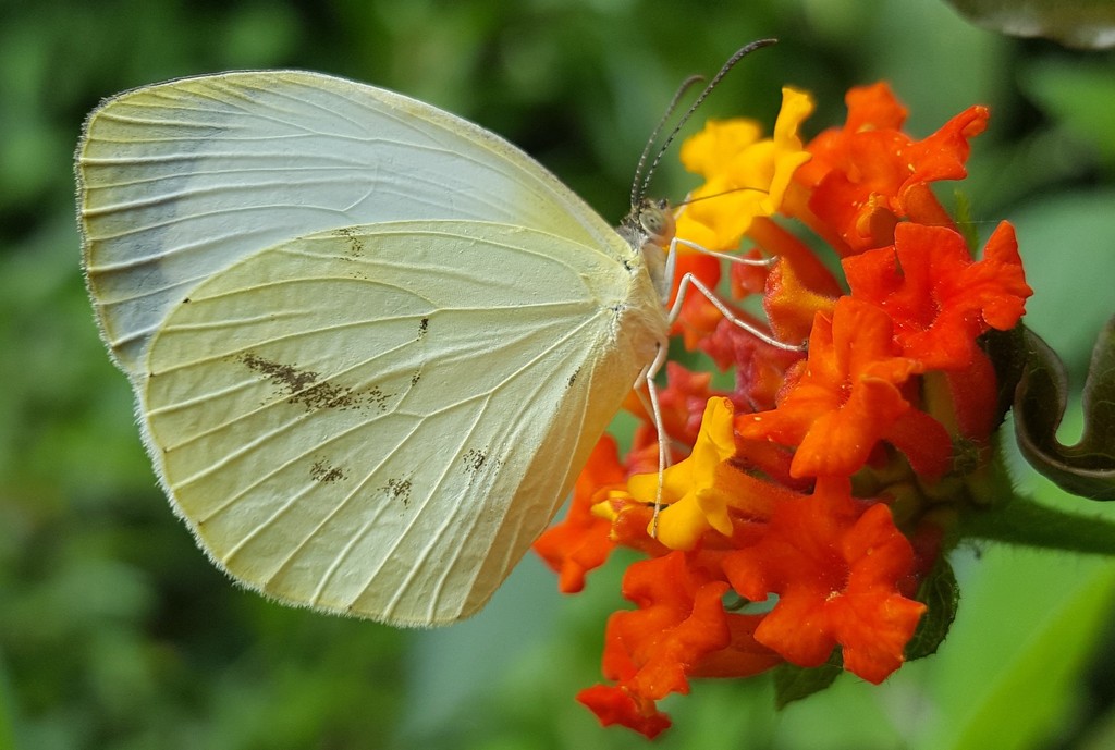 Ghost Yellow