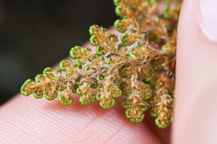 Myriopteris intertexta