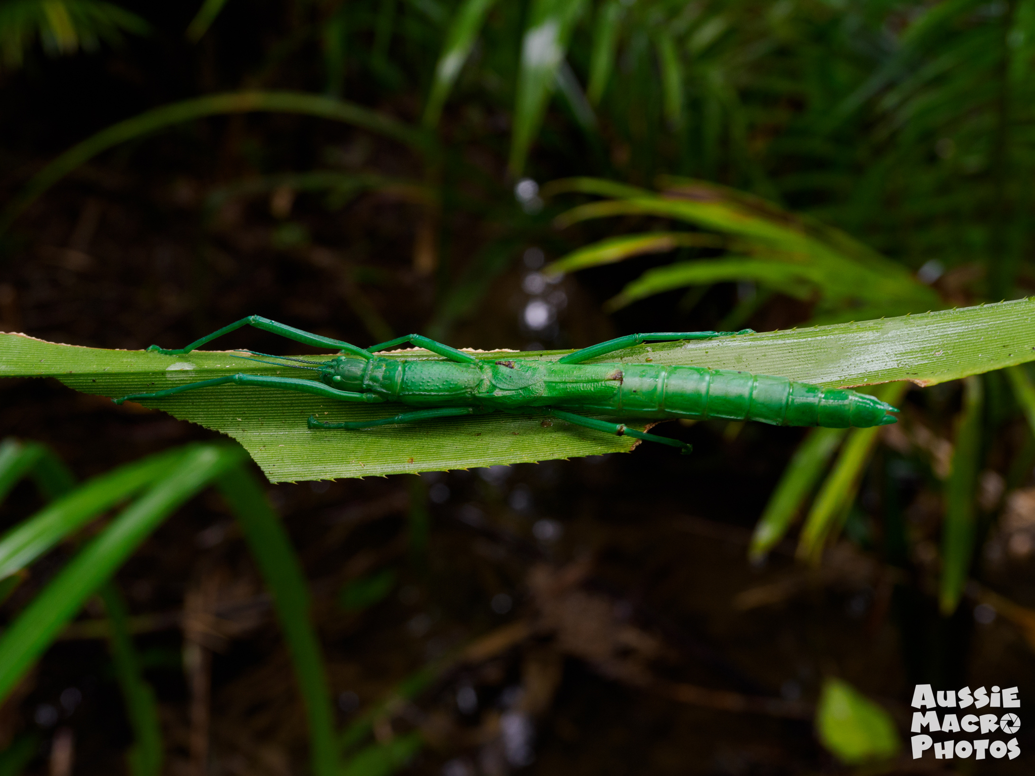 Peppermint Stick Insect (Megacrania batesii) · iNaturalist