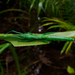 Megacrania batesii - Photo (c) Bridgette Gower, μερικά δικαιώματα διατηρούνται (CC BY-NC), uploaded by Bridgette Gower