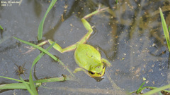 Hyla suweonensis