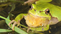 Hyla suweonensis
