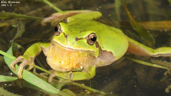 Hyla suweonensis