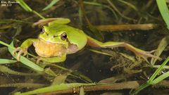 Hyla suweonensis