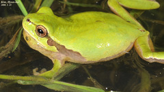 Hyla suweonensis