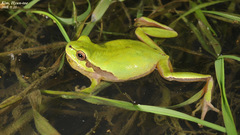 Hyla suweonensis