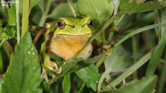 Hyla suweonensis