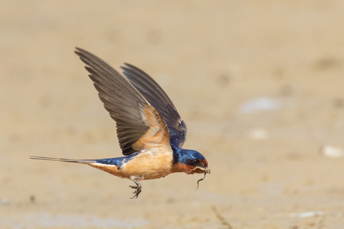 Barn Swallow