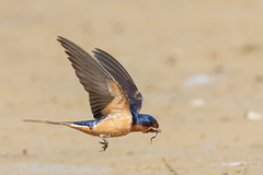 Barn Swallow photo 5