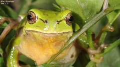 Hyla suweonensis