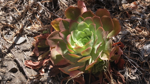 Aeonium canariense