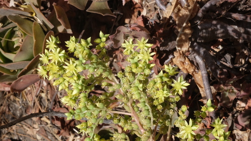 Aeonium canariense