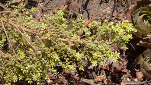 Aeonium canariense