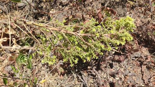 Aeonium canariense
