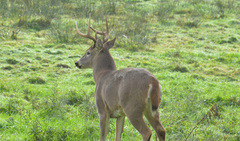 Odocoileus virginianus leucurus