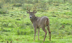 Odocoileus virginianus leucurus