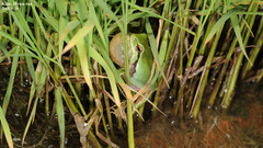 Hyla suweonensis
