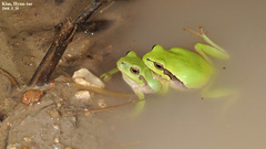 Hyla suweonensis