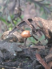 Mulsantina mexicana