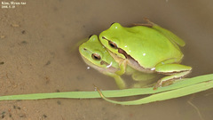 Hyla suweonensis